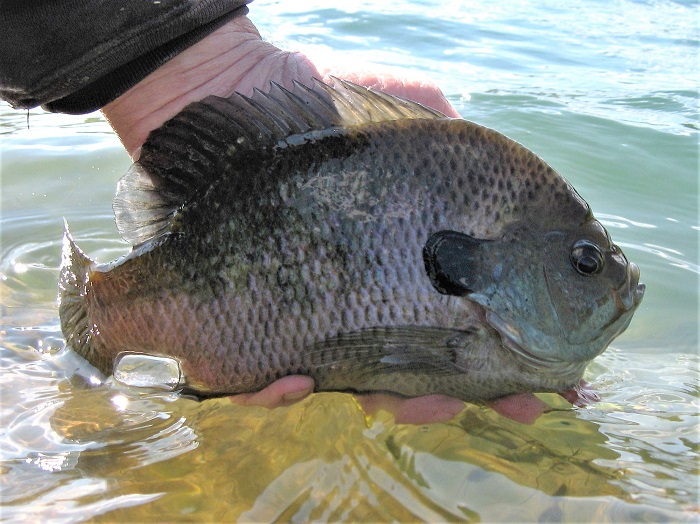 Winter Panfish