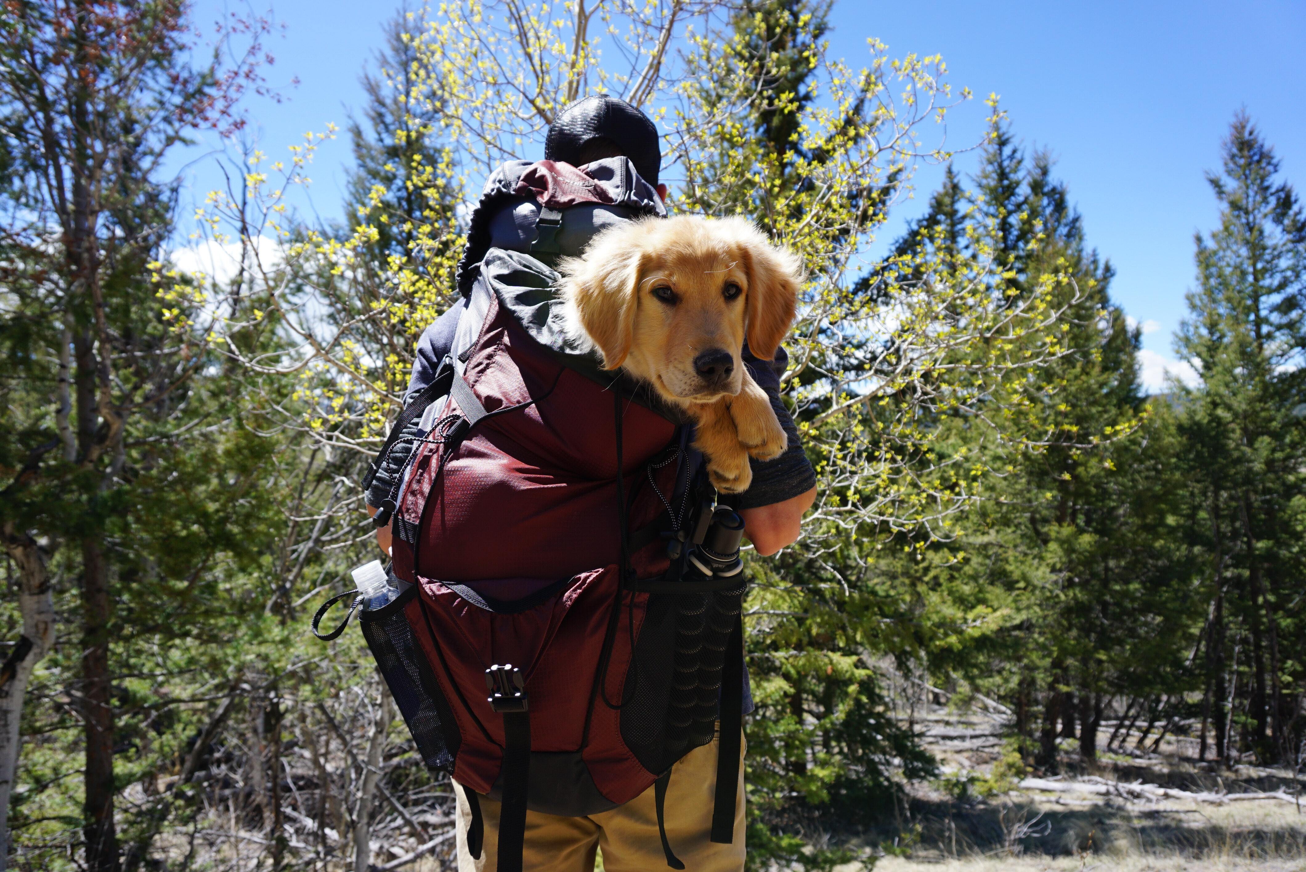 Man caring his dog