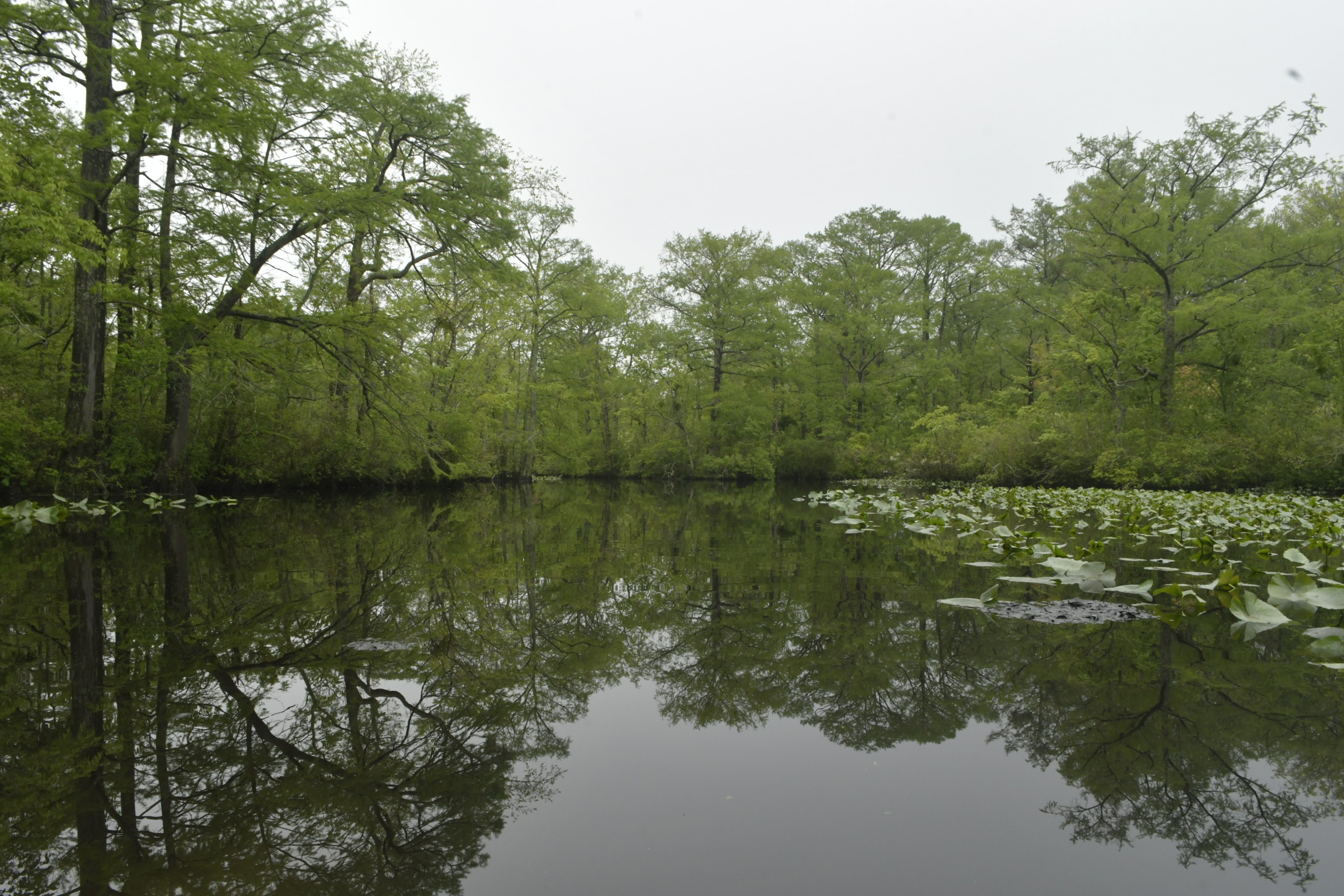 Upper Pocomoke River with Lots of Place to Fly Cast