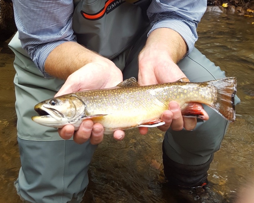 Brook Trout