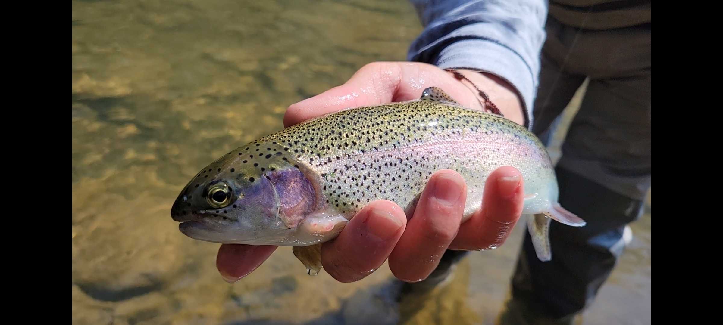 Trout fishing in 2025 in Maryland