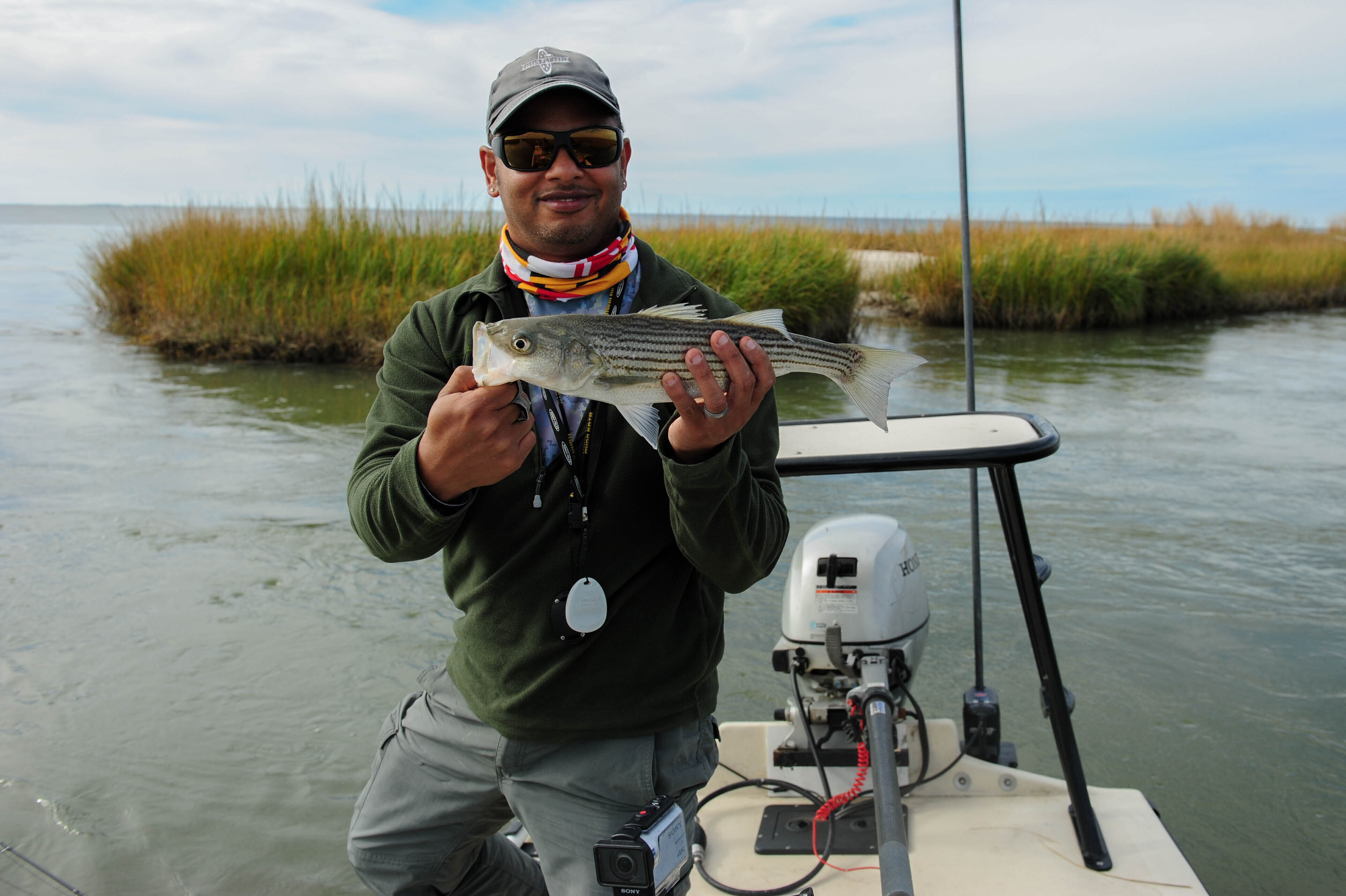 Fly Fishing for Freshwater Striped Bass