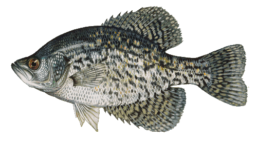 Black Crappie