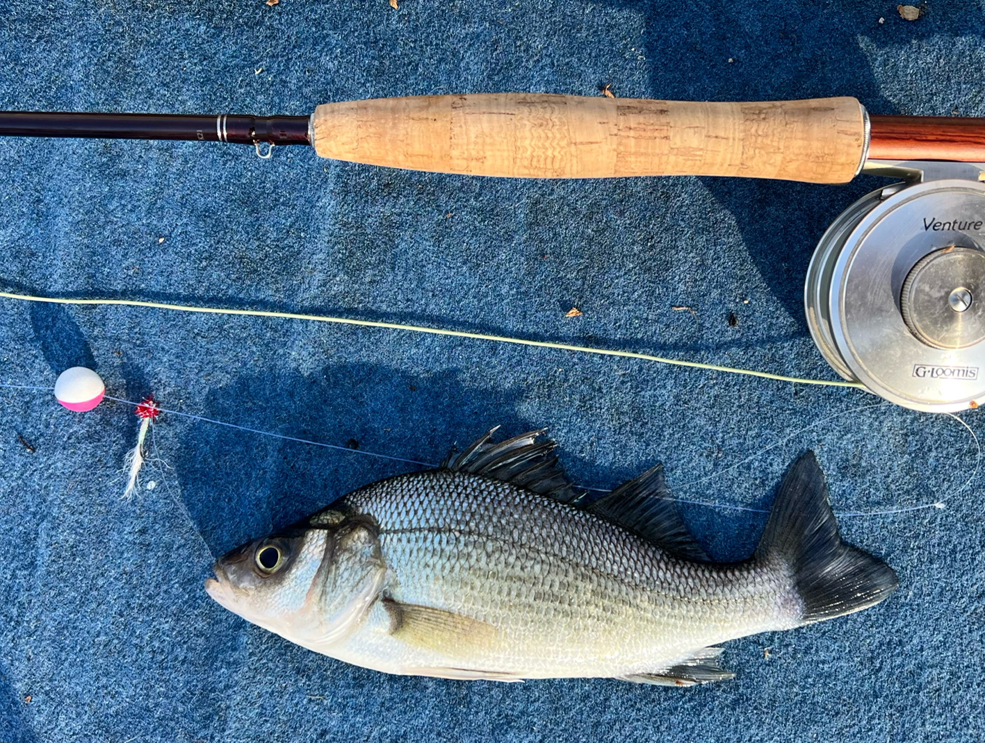 White Perch - Fishing