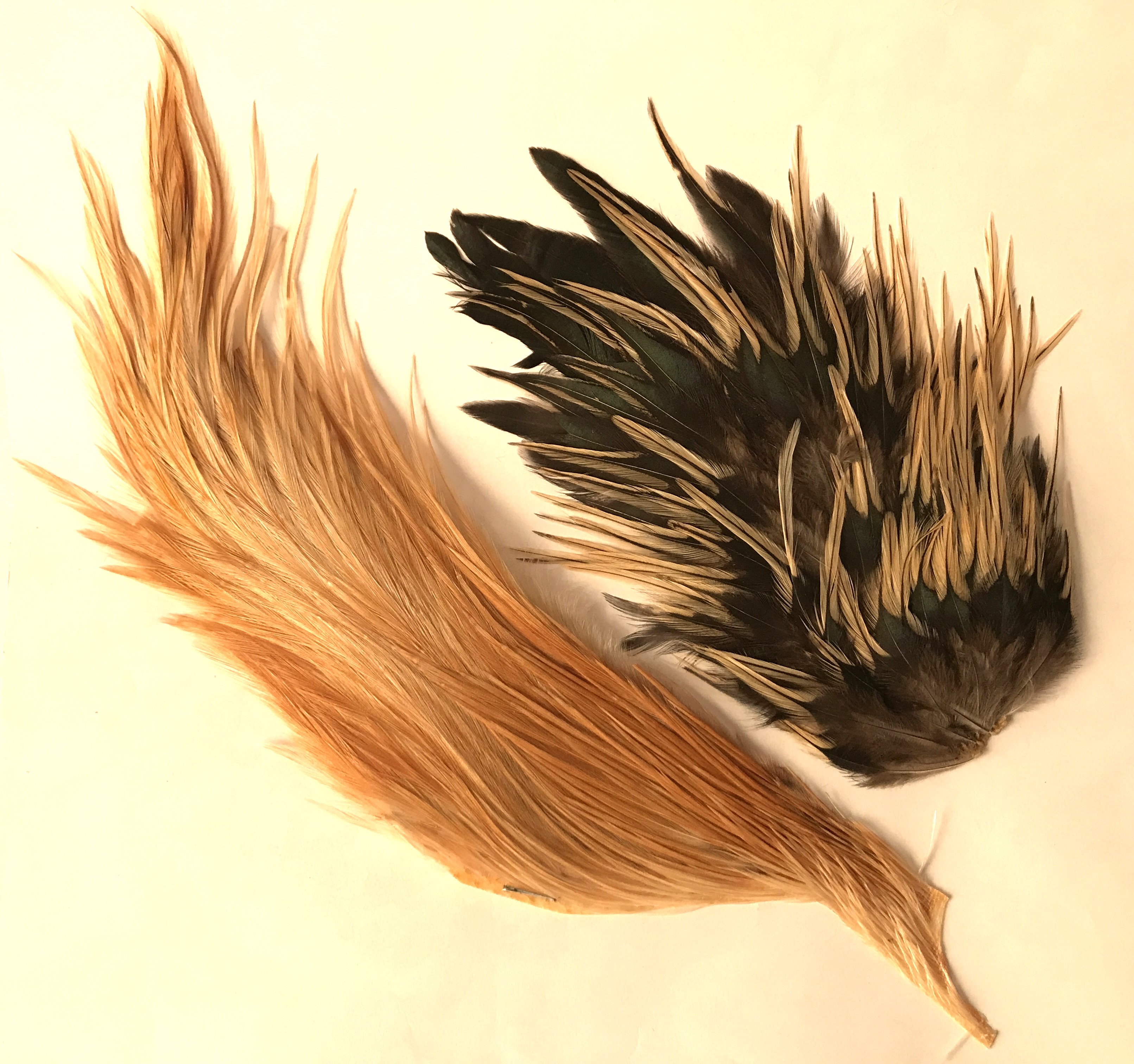 feathers