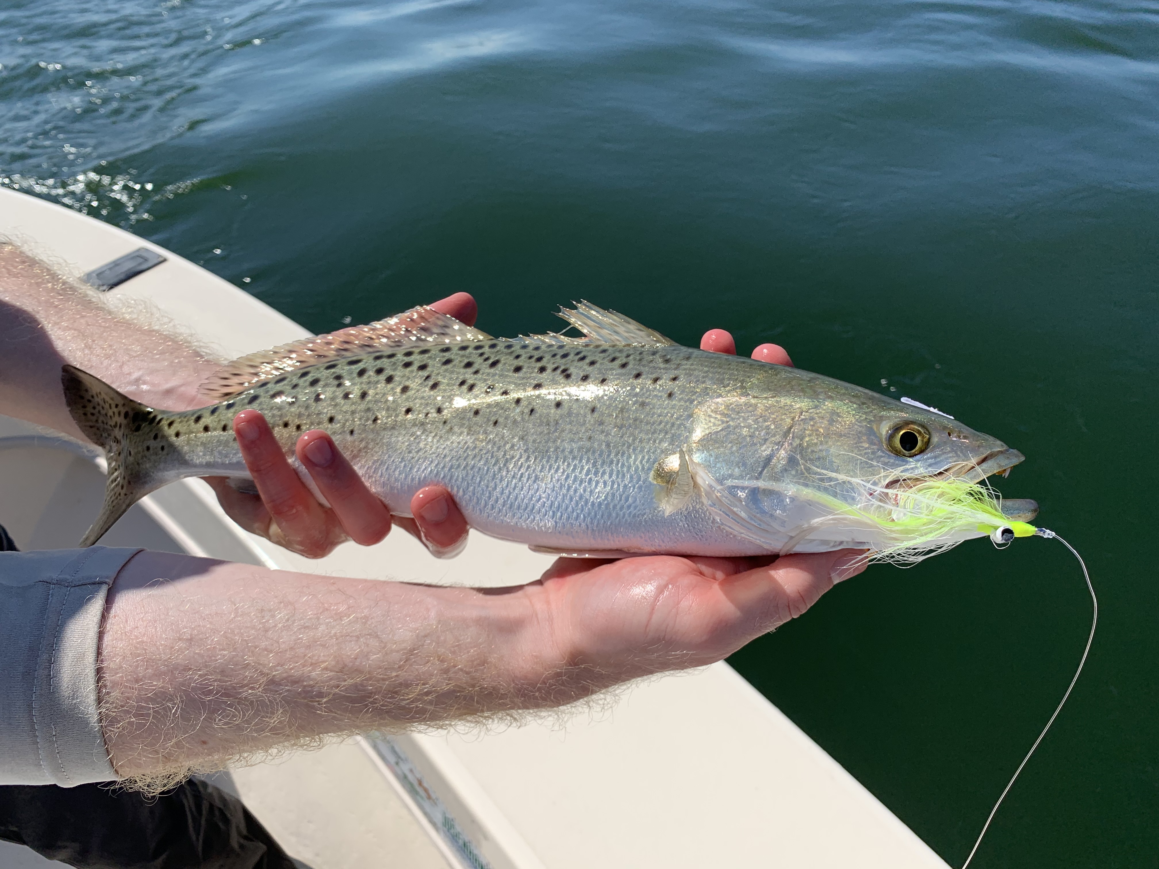 Speckled trout caught on my go-to fly—a chartreuse/white Half & Half