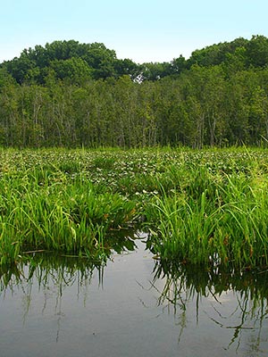 Mattawoman Creek