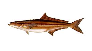 Cobia