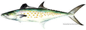 Spanish Mackerel