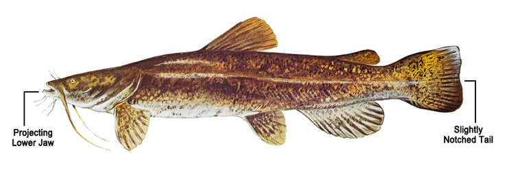 Flatheadcatfish