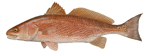 Red DRum 