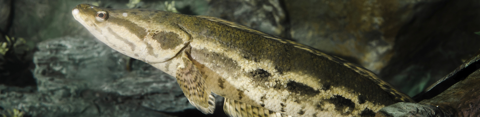 Snake Head Fish