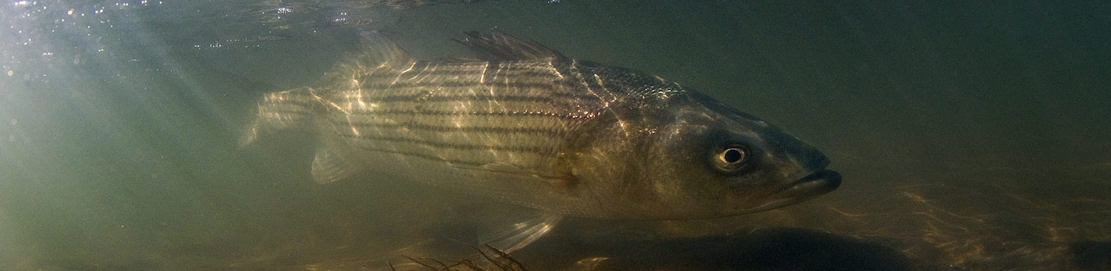 Striped bass swimming in shallow water