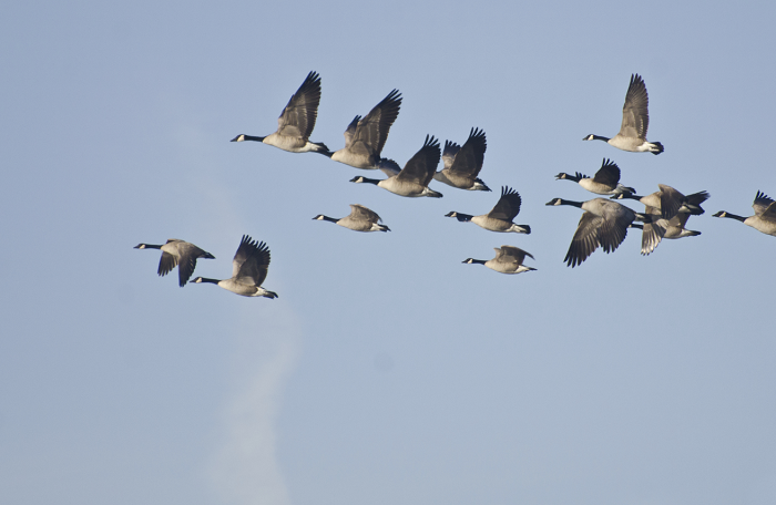 Youth Waterfowl Hunting