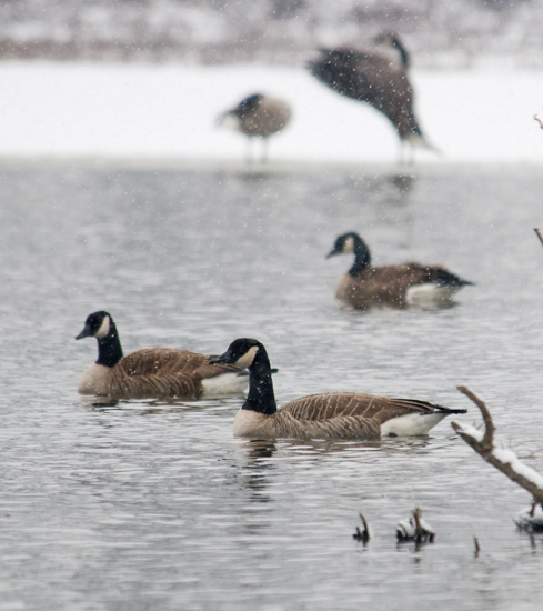 Youth Waterfowl Hunting