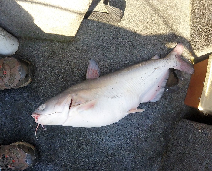 Maryland's Blue Catfish