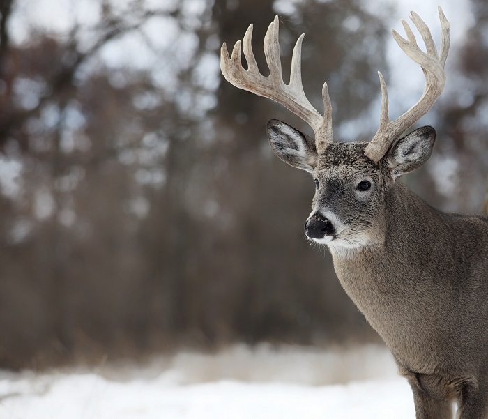 Deer in Western Maryland