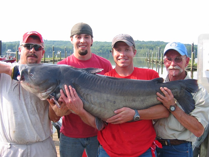 Blue Catfish