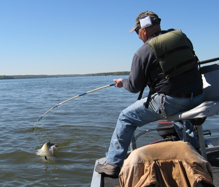 Maryland's Blue Catfish