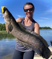 buying snakehead fish