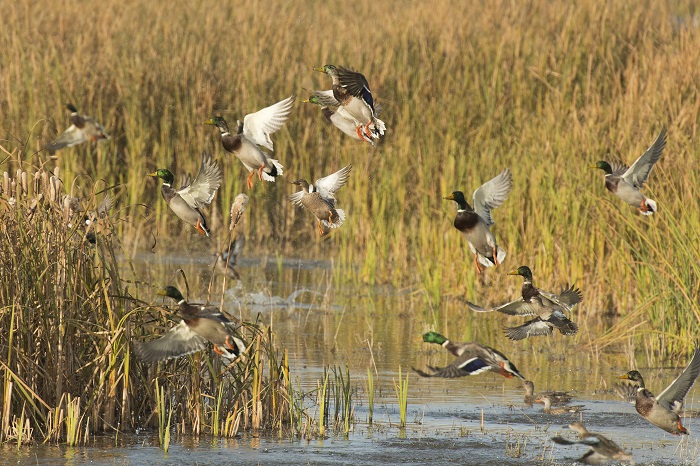 Youth Waterfowl Hunting