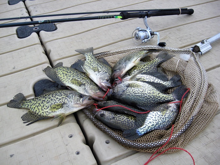 Winter Crappie fishing from the bank with a jig and bobber - fish