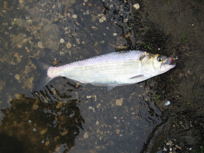 Mill Ponds