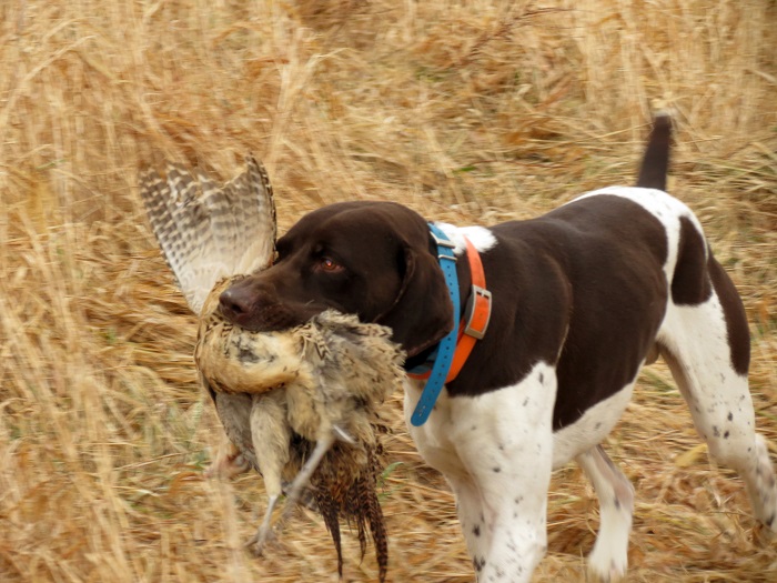 Pheasant