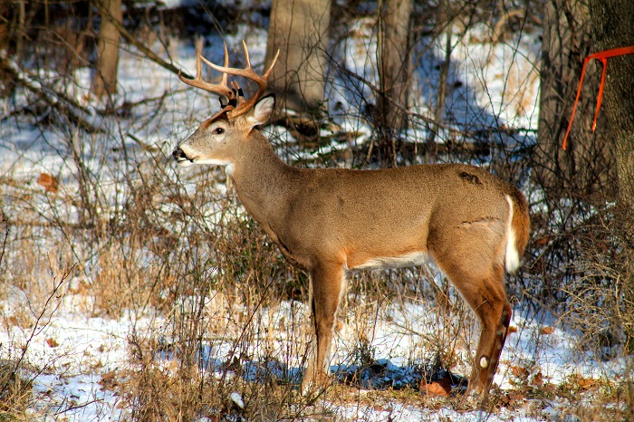 Top 4 Public Lands to Hunt Deer in Southern Maryland | VisitMaryland.org