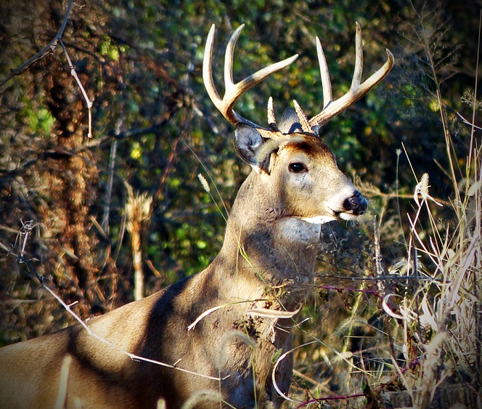 Deer in Western Maryland