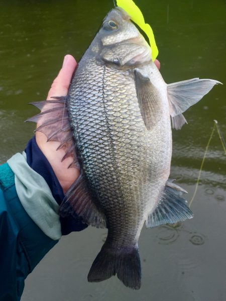 white perch in water