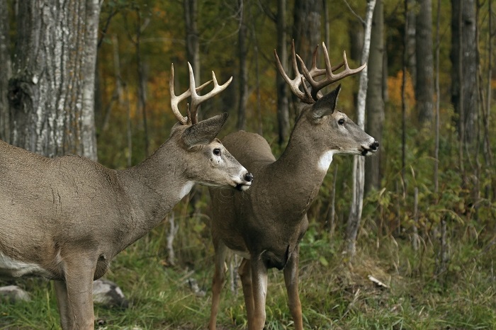 Deer in Western Maryland