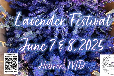 Lavender Bloom Festival Photo
