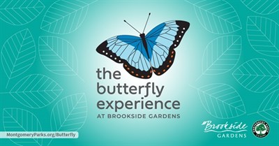 The Butterfly Experience Photo