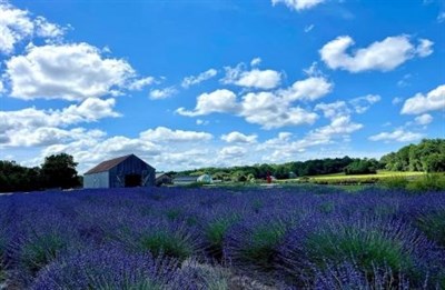 Lavender Days Festival Photo