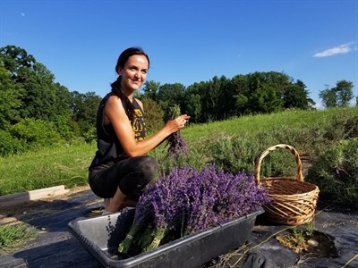Soleado Lavender Farm Photo