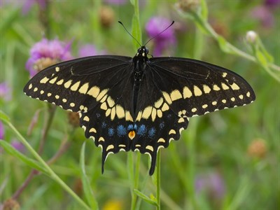 A black swallowtail butterfly feeds in a garden of purple flowers. Photo