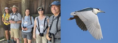 Black-crowned Night-Heron Photo