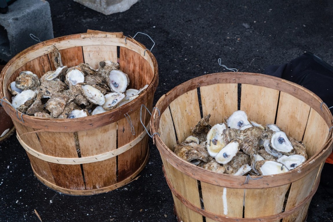 Oysters Photo