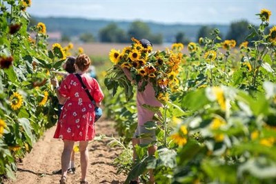 Sunflower Festival Photo