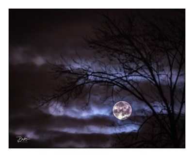 A full moon peeks out from tree branches. Photo