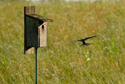 A swallow swoops over a meadow toward its nest box. Photo