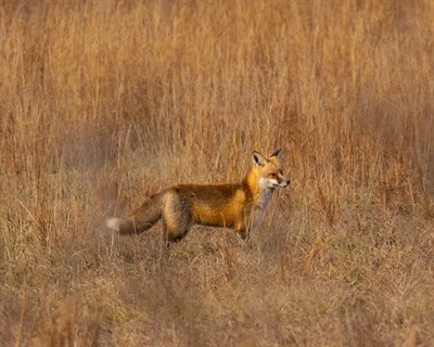 A fox pauses in a field of dry grasses. Photo