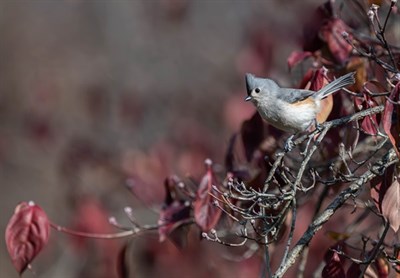 A tufted titmouse sits on a dogwood branch. Photo