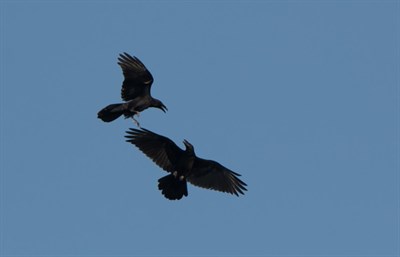 two ravens fly in a blue sky Photo