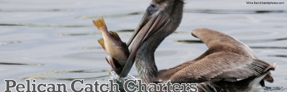 Pelican Catch Charters Photo