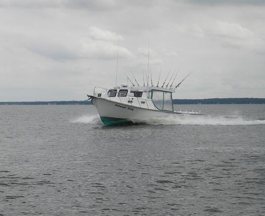 Photo of the Island Dog Photo