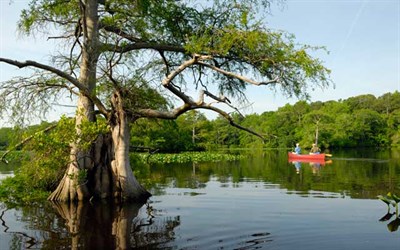 Nassawango Creek Preserve Photo