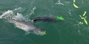 Two fish caught on a fishing line Photo