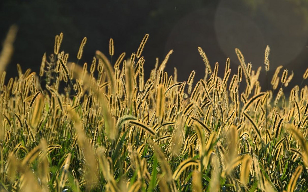 Dickerson Conservation Park Photo